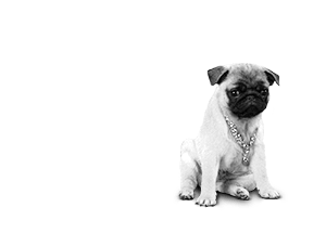 Hund