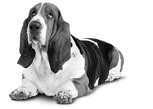 Hund